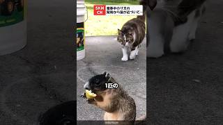 食事中のリスに猫が背後から近づいて…