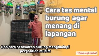 cara tes mental dan perawatan burung perkutut menghadapi pergantian musim