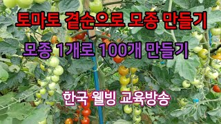 토마토 모종 1개로 100개 만드는 방법