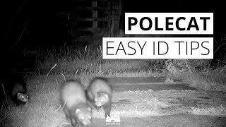 3 tips for identifying polecats in Britain