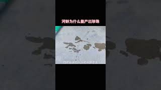 河蚌为什么能产出珍珠