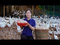 Harvesting Duck Eggs, Melon - 7 DAYS Build a Koi Fish Tank - Harvesting and go to the market sell