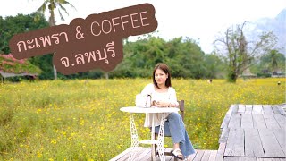 กะเพรา \u0026Coffee คาเฟ่ทุ่งดอกคอสมอส จ.ลพบุรี