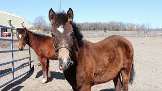 Foal born to rescued mare in the Ontario SPCA’s care, ready to find his forever home!