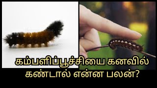 கம்பளிப்பூச்சியை கனவில் கண்டால் என்ன பலன்?Kampalippuciyai Kanavil kantal enna palan?