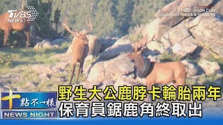 野生大公鹿脖卡輪胎兩年 保育員鋸鹿角終取出｜十點不一樣20211014