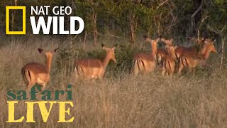 Safari Live - Day 140 | Nat Geo Wild