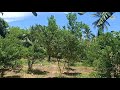 #vlog 05  (SOLD NA PO) Murang lupa sa sta maria laguna (19400sqm)