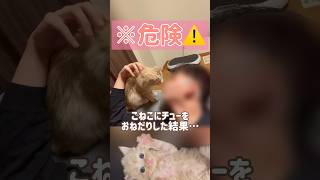 【危険⚠️】こねこにチューをおねだりした結果…