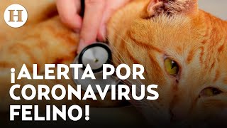 Extraña mutación del coronavirus ha infectado a miles de gatos en Chipre; 300 mil han fallecido