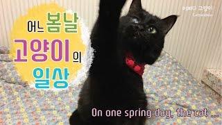 [어쩌다 고양이] 어느 봄날에, 고양이 On one spring day, the cat ...