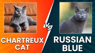 Chartreux Cat vs Russian Blue: A Side-by-Side Comparison