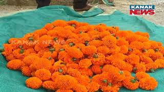 Sundergarh Man Achieves Success Through Flower Farming | Earns 10 to 15 Lakhs Annually