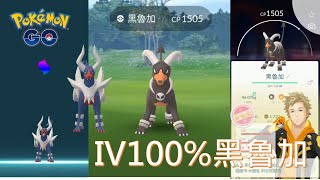 超級黑魯加團體戰入手IV100%黑魯加pokemon go2020/10/05