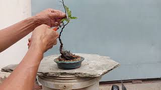 KHAI THÁC CÂY BỒ ĐỀ LÀM BONSAI MINI.