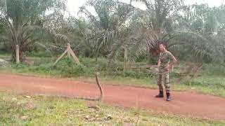 brave army catch king cobra