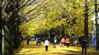 2015昭和記念公園の紅葉（4K撮影）Autumn Colors at Showa Memorial Park in Tokyo,4K UHD