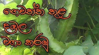 ගෙවත්ත තුළ දඹල වගා කරමු - Winged Bean Cultivation | ගෙවතු වගාව