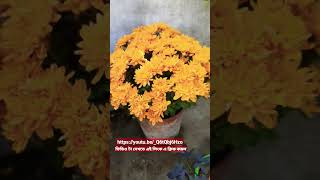 চন্দ্রমল্লিকা ফুল বড় করার পদ্ধতি // How to big size chrysanthemum flower.