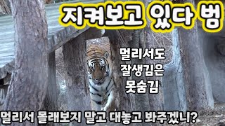 (4K)관람석 멀리하던 무궁이만 보다가, 간만에 관람석 붙박이 태범이보니 새롭네 - 백두대간수목원 / 한국호랑이 / 호랑이숲