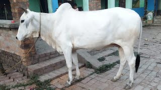 KOLKATA COW 2025 || MOST BEAUTIFUL BACHIE || COW FOR SALE || ARBAZ RAZA #viralvideo#video