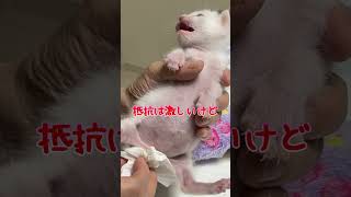 part④赤ちゃん猫を保護してから１ヶ月の物語