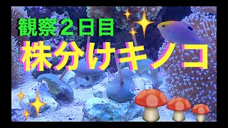 株分けウミキノコ🍄観察2日目❗️どうなる⁉️キノコ❗️my marin aquarium MOAMOAちゃんねる