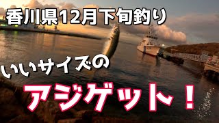 香川県12月下旬　アジ！！いいサイズ！