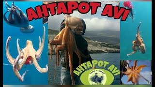 AHTAPOT AVI