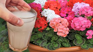 POUR into GERANIUM urgently, the leaves do not turn yellow and the geranium blooms magnificently