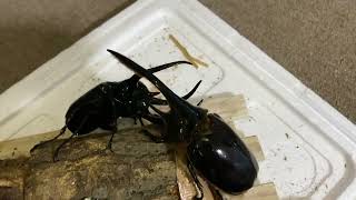 コーカサスオオカブト(タイリク) vsネプチューンオオカブト  Chalcosoma chiron belangeri vs Dynastes neptunus