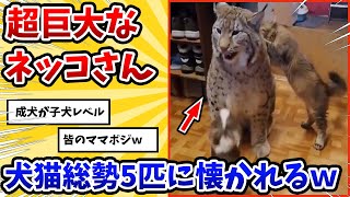 【2ch動物スレ】大型種のネッコさんがイッヌとネッコ5匹に懐かれた→その結果www