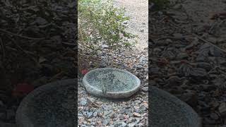 Second visit this morning from the hummingbird #birdbath #hummingbird #birds #shorts