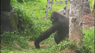 Tayari揹著Jabail轉圈圈,想讓Jabali下來|金剛猩猩|Gorilla|台北市立動物園