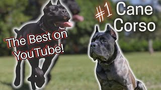 The Best Cane Corso on YouTube!