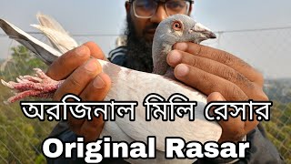 অরজিনাল মিলি রেসার ৷ রেসার কবুতর ৷ racing pigeon.  01877777225