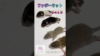 今回はファジーラットです🐭#冷凍マウス#冷凍ラット#冷凍コオロギ#爬虫類#ボールパイソン#