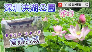 [輕輕鬆鬆，賞花遊蹤] 深圳洪湖公園 | 荷花 蓮花 芙蓉 | 南頭古城 新安故城 | 粵東首府 港澳之源 | Honghu Park | Lotus | Nantou Ancient City