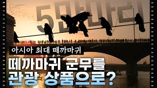 아시아 최대 5만 마리의 떼까마귀의 군무를 관광 상품으로?  | '떼까마귀' [울산MBC 다큐멘터리]