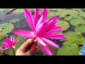 കോട്ടയം അമ്പാട്ട്കടവിലെ ആമ്പൽ വിസ്മയം waterlilies of ambattukadavu kottayam noops world