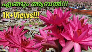 കോട്ടയം അമ്പാട്ട്കടവിലെ ആമ്പൽ വിസ്മയം  | Waterlilies of Ambattukadavu Kottayam| Noops'World