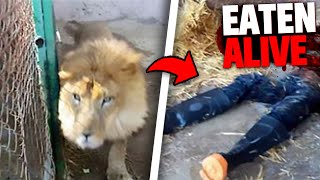 Three of the Most BRUTAL Animal Attacks on Zookeepers You Will Ever Hear!