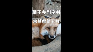 【ショート動画】100頭以上のキツネが放し飼いの蔵王キツネ村（宮城県） #shorts