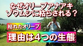 オリーブがオリーブアナアキゾウムシに枯らされるメカニズム