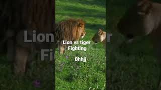 বাঘ ও সিংহের লড়াই// lion and tiger fighting video