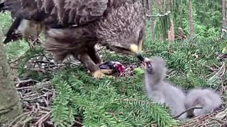 Andris brings a huge vole, nothing for eaglet#2 ~1:20 pm 2020/06/07