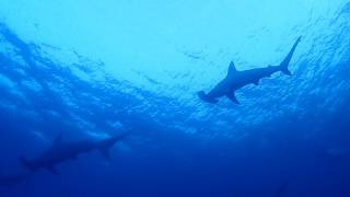 2017.07.18伊豆大島ハンマーヘッドシャークの群れ