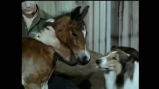 Lassie - Episodes 484 \u0026 485 - \