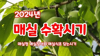 매실 매실수확시기 매실청 매실장아찌 매실식초 담는시기 [매실청담는방법]