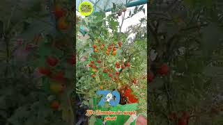 70+ Tomatoes 🍅 in single plant🥰 ஓரே செடியில் 70க்கும் மேற்பட்ட தக்காளி